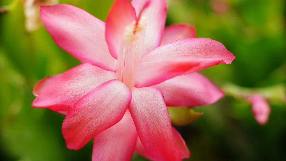 A Flor-de-Maio, também conhecida como cacto-de-natal ou cacto-de-páscoa