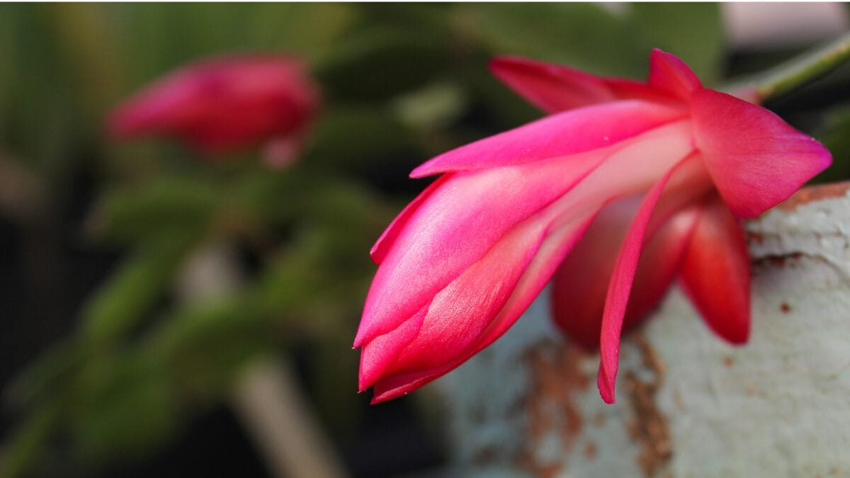 A Flor-de-Maio, também conhecida como cacto-de-natal ou cacto-de-páscoa