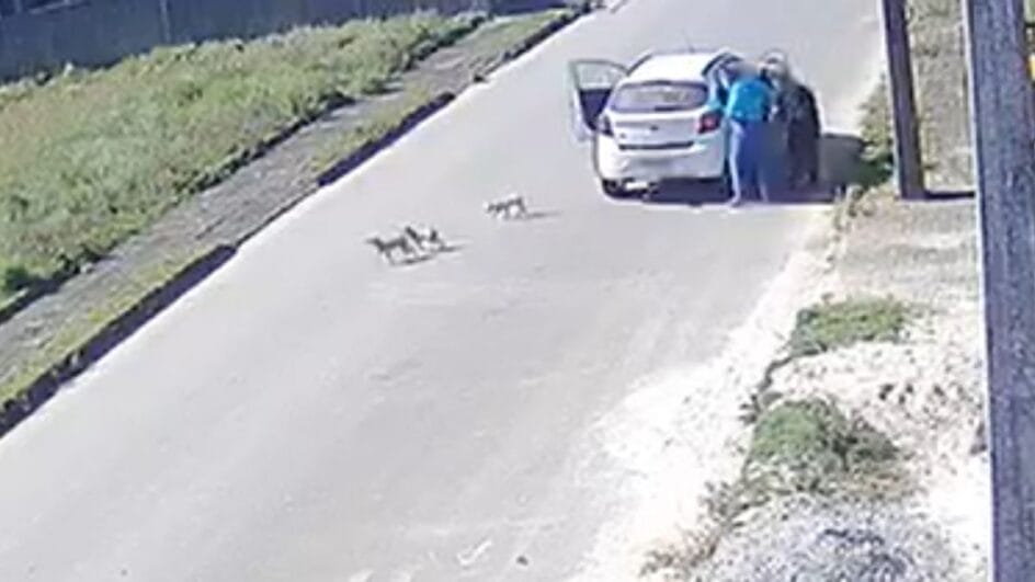 Filhotes de cachorros abandonados em Araquari (SC)