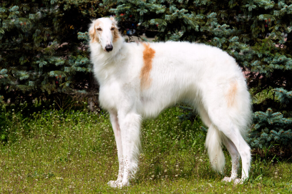 Cachorro da raÃ§a Borzoi com pelagem branca em cima da grama