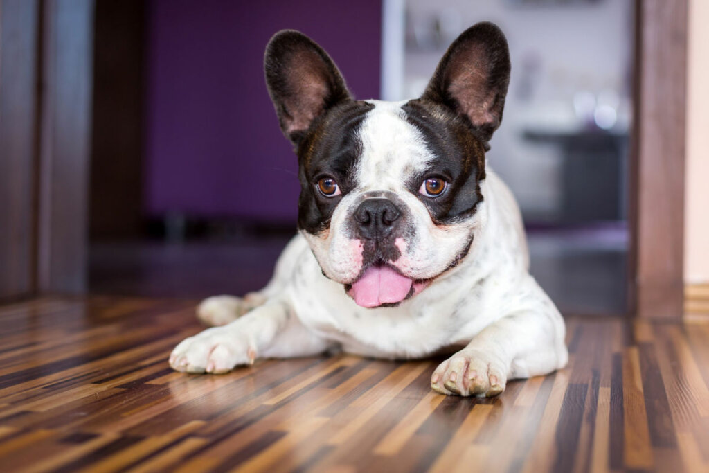 Buldogue francÃªs preto e branco deitado no chÃ£o