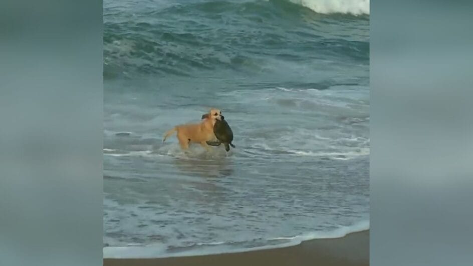 Cachorra resgata tartaruga em mar de Penha (SC)