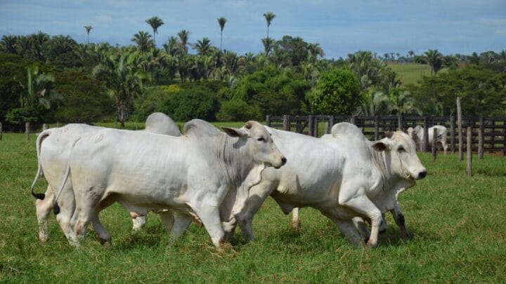 Casos de raiva são confirmados em Gravatal