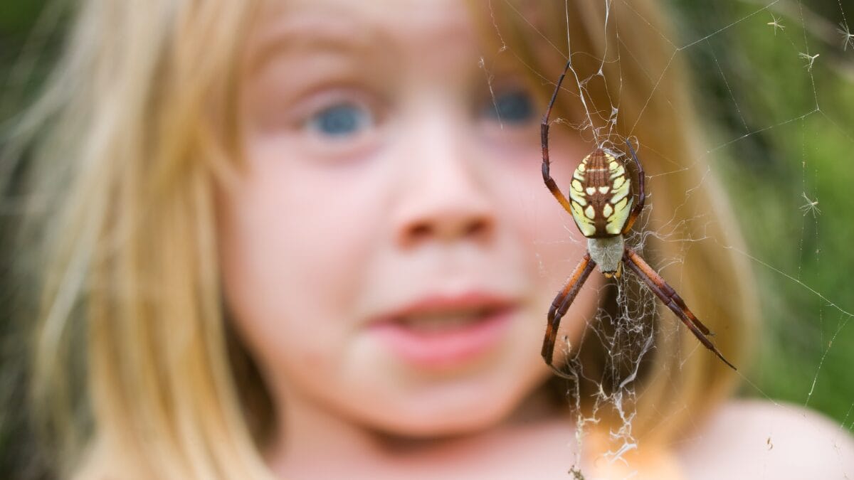 Como afastar aranhas