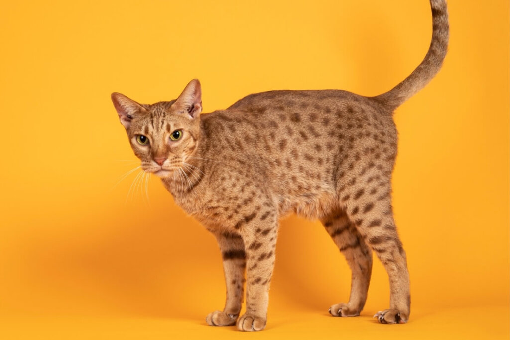 Gato da raÃ§a ocicat com a pelagem laranja e marrom em fundo amarelo