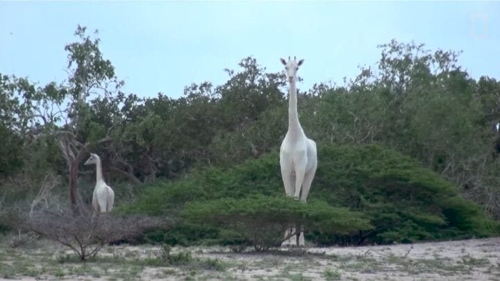 De 155 mil girafas em 1985, restaram apenas 97 mil em 2015 (Foto: Reprodução/Youtube)