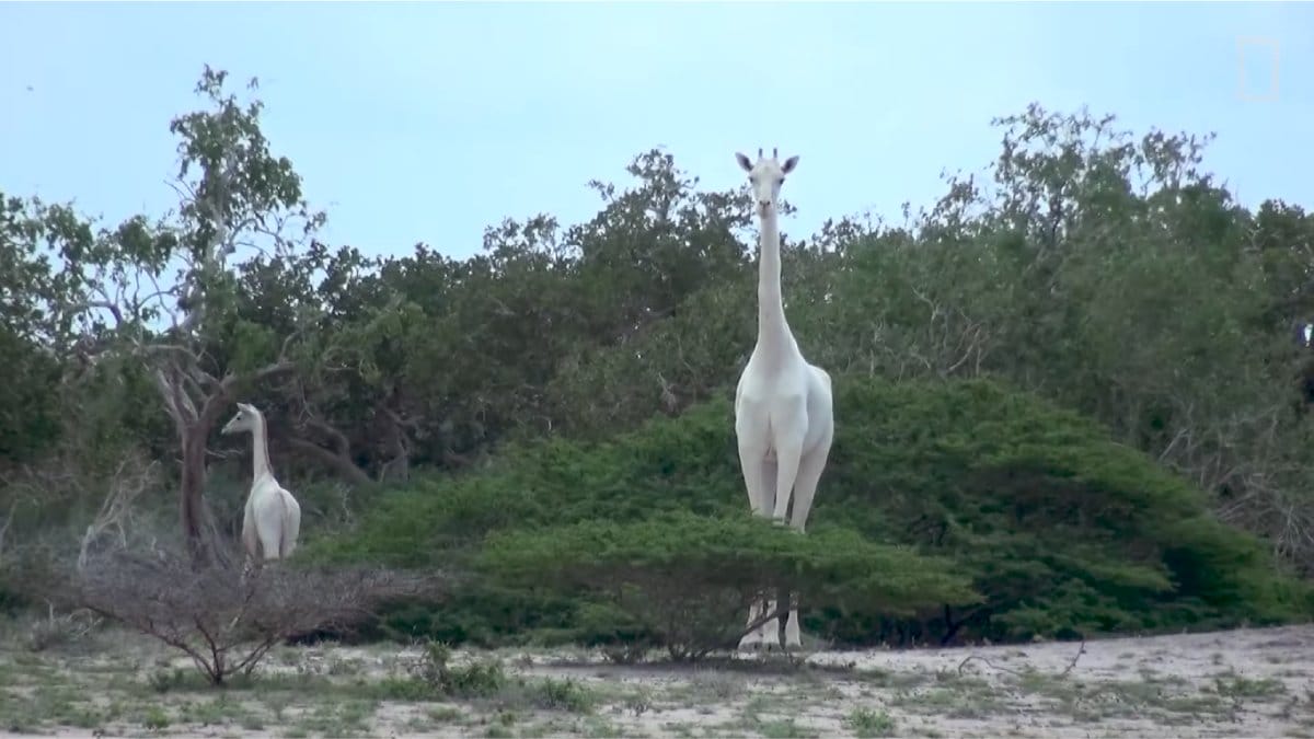 De 155 mil girafas em 1985, restaram apenas 97 mil em 2015 (Foto: Reprodução/Youtube)