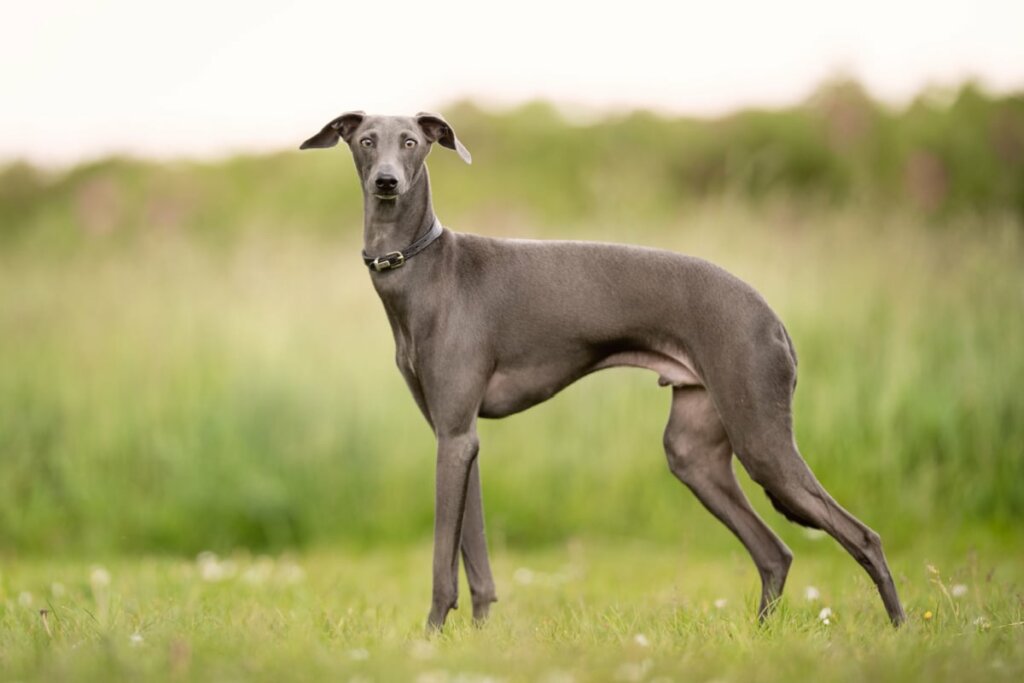 Cachorro da raÃ§a greyhound com o pelo cinza escuro de pÃ© na grama