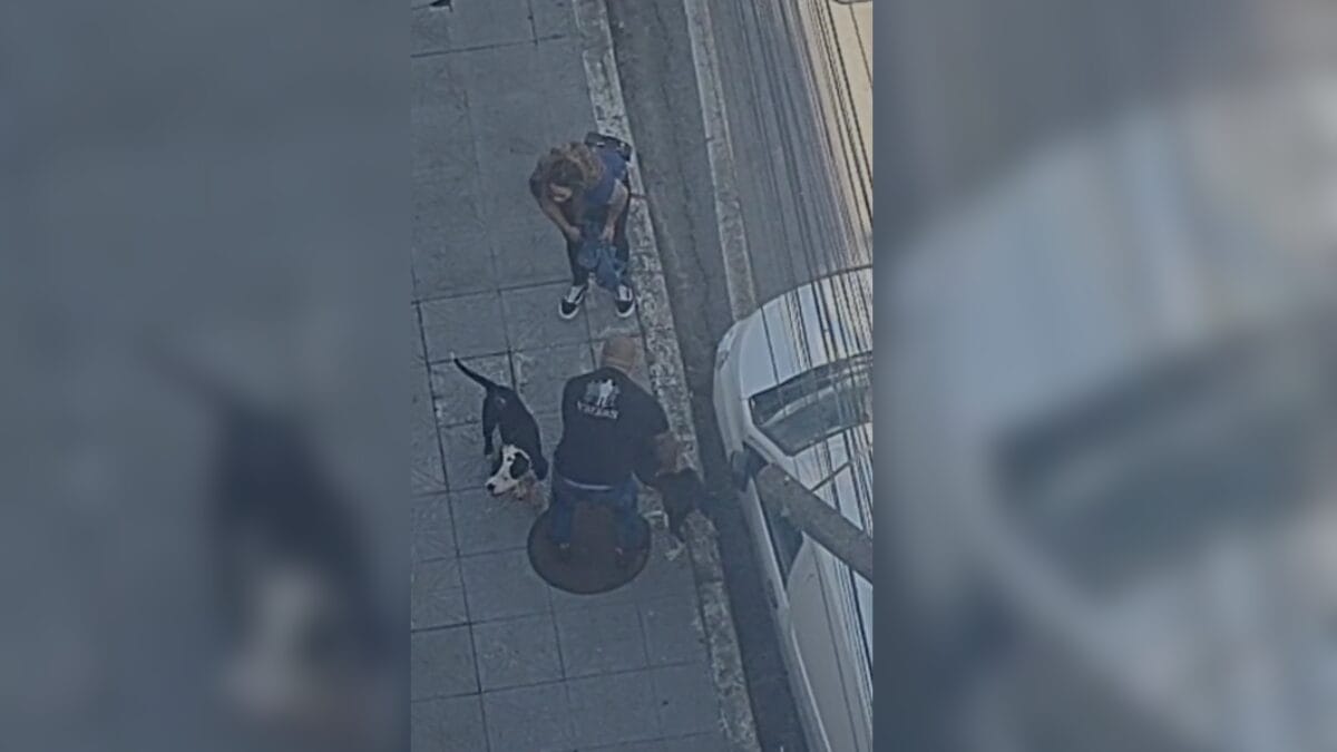 Dupla de cães ataca idoso que saía de petshop na região central de Florianópolis