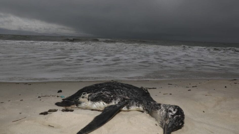 Mais de 130 pinguins mortos se espalham por orla de praia famosa de Florianópolis