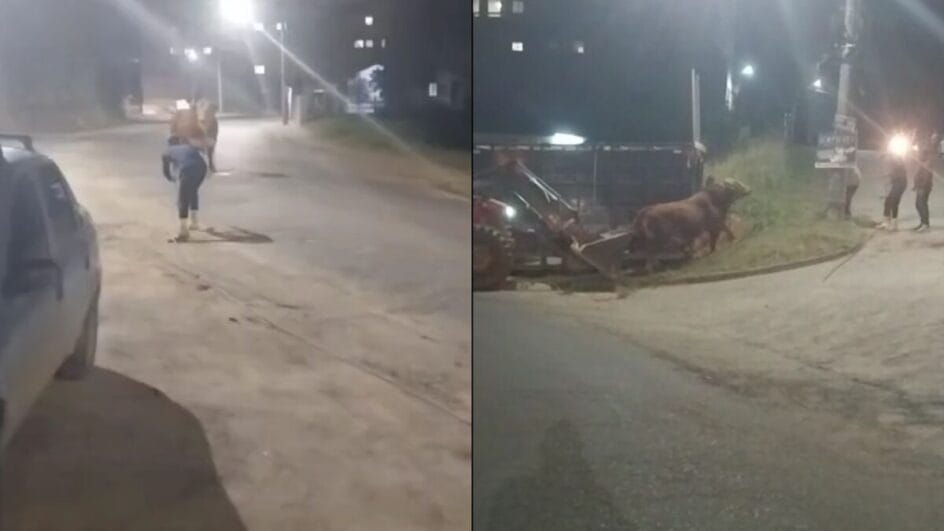 Touro foge de caminhão boiadeiro e é contido a tiros pela PM no Sul de SC