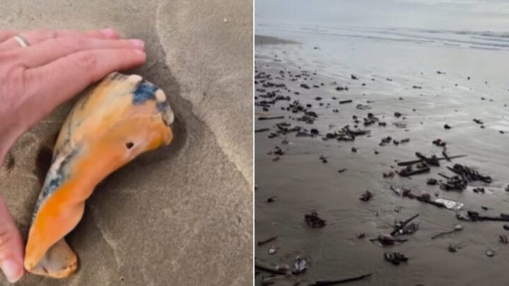 Conchas gigantes em Laguna