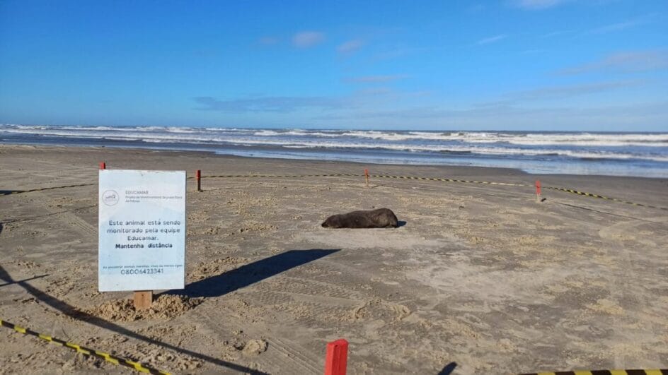 Lobos-marinhos no Sul de SC