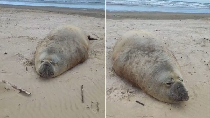 Elefante-marinho no Sul de SC