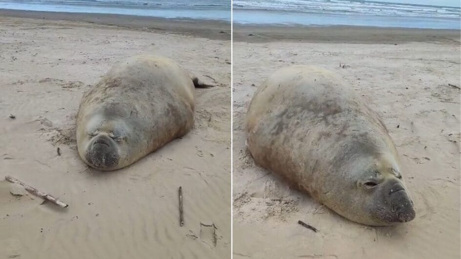 Elefante-marinho no Sul de SC