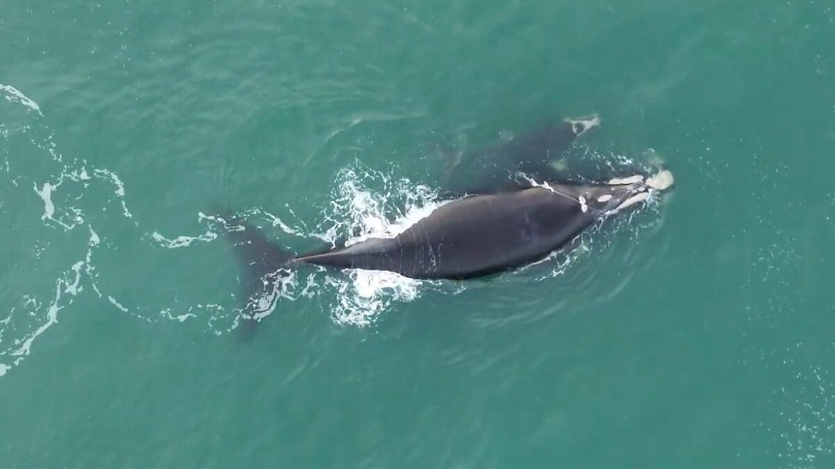 Nova baleia é vista enroscada em rede de pesca em Florianópolis (1)