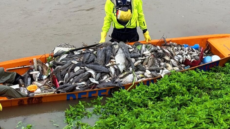 Peixes mortos em Jaraguá do Sul (SC)