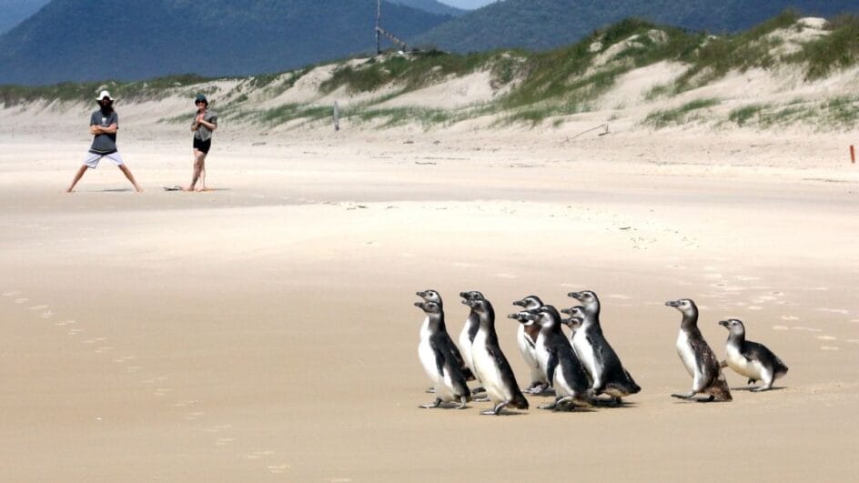 Pinguins-de-magalhães