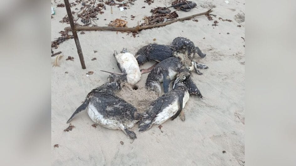 Pinguins encontrados mortos em São Francisco do Sul (SC)