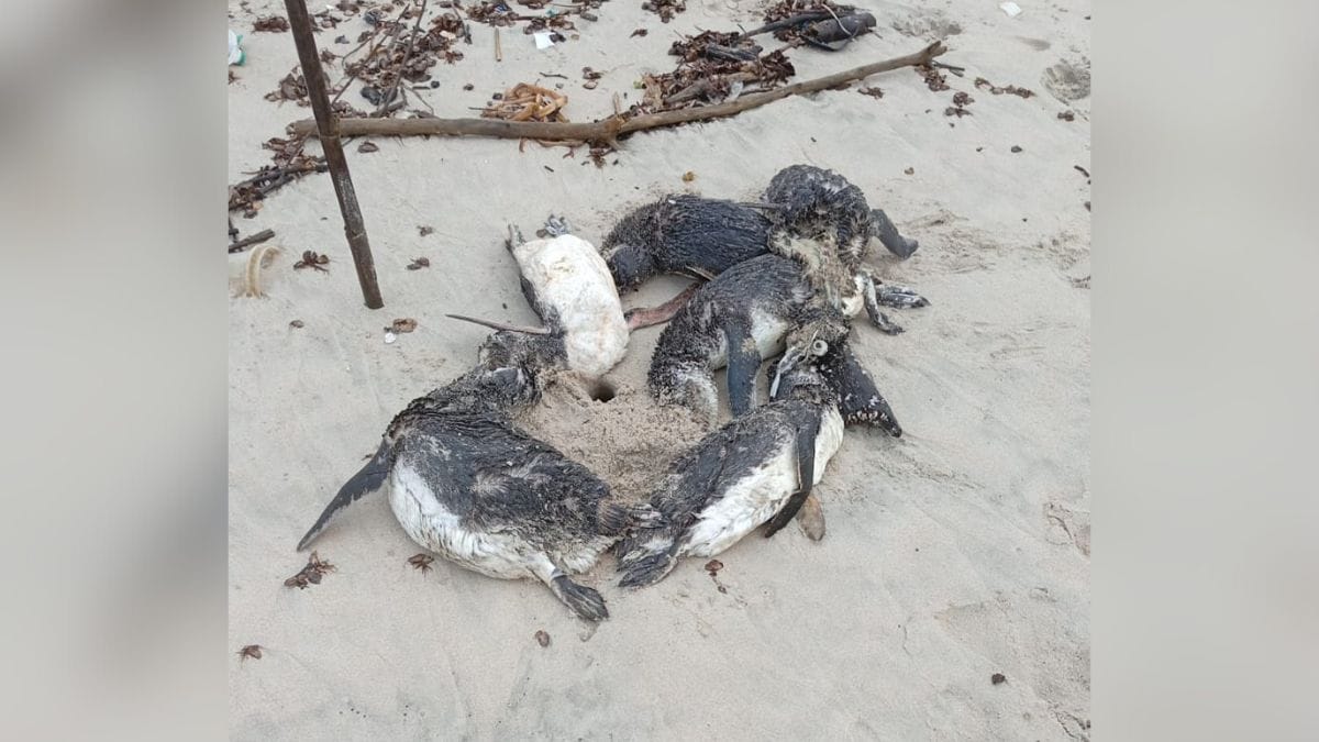Mais de 80 pinguins são encontrados mortos em praia de São