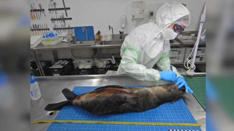 Lobo-marinho encontrado em São Francisco do Sul (SC)