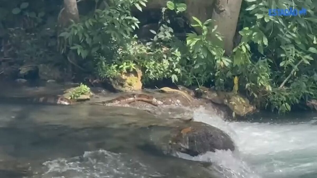 Sucuri gigante é flagrada em por banhistas em rio famoso