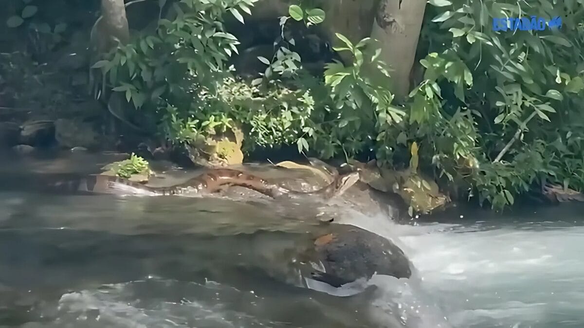 Sucuri gigante é flagrada em por banhistas em rio famoso