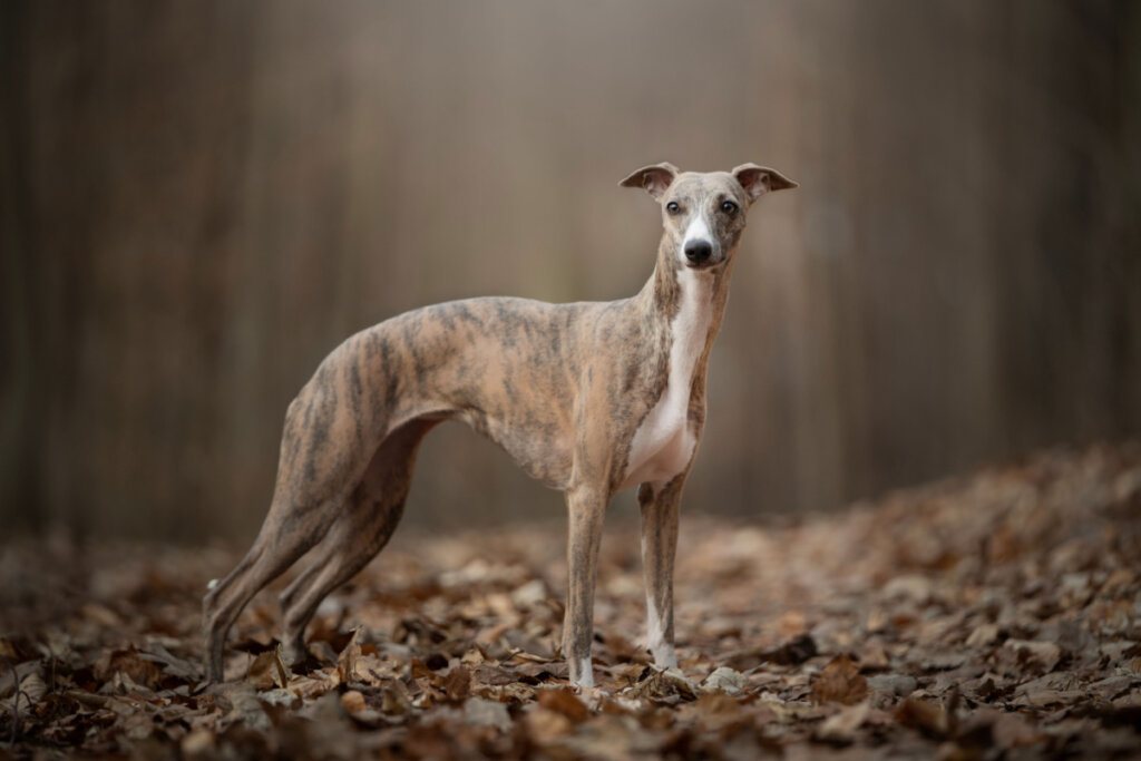 Cachorro da raÃ§a whippet em pÃ© em cima de folhas secas em uma floresta