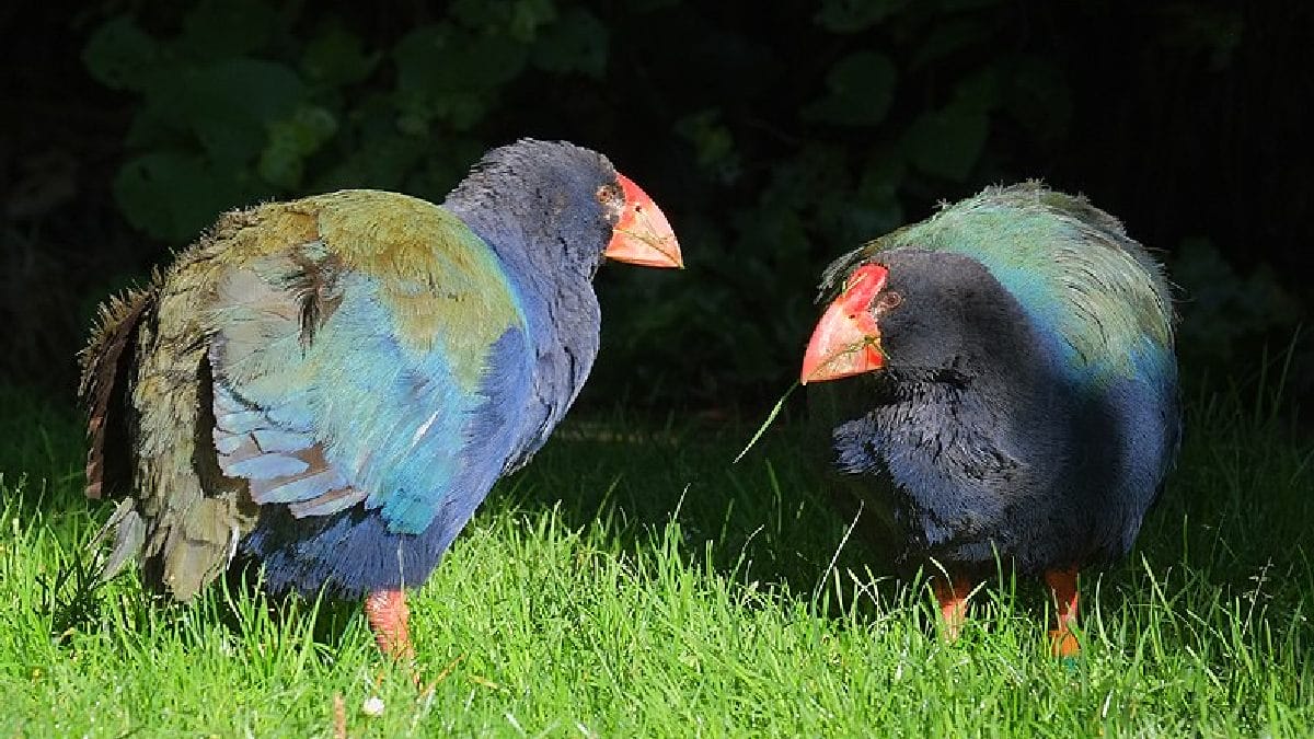 Essas aves não voam, mas correm bastante. (Foto: Domínio público)