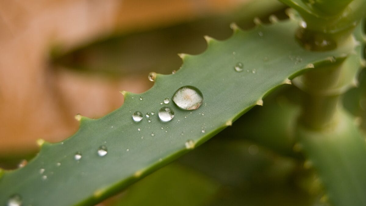 benef&iacute;cios da babosa