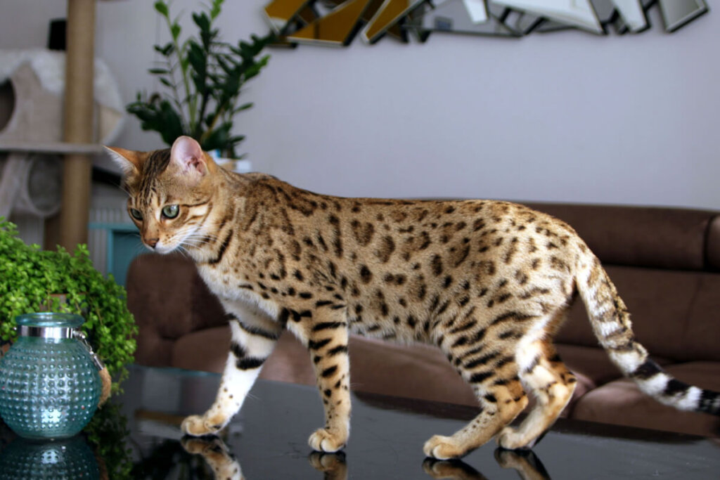 Gato da raÃ§a bengal com a pelagem amarela e marrom em cima de uma mesa na sala