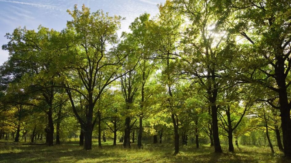 sob o solo, elas trocam sinais, fazem parcerias e até entram em disputas (Foto: Banco de imagens)