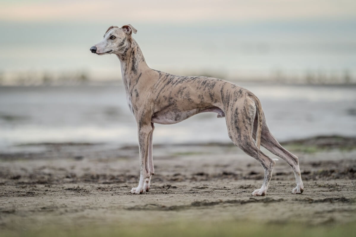 4 características do cachorro da raça whippet - NSC Total