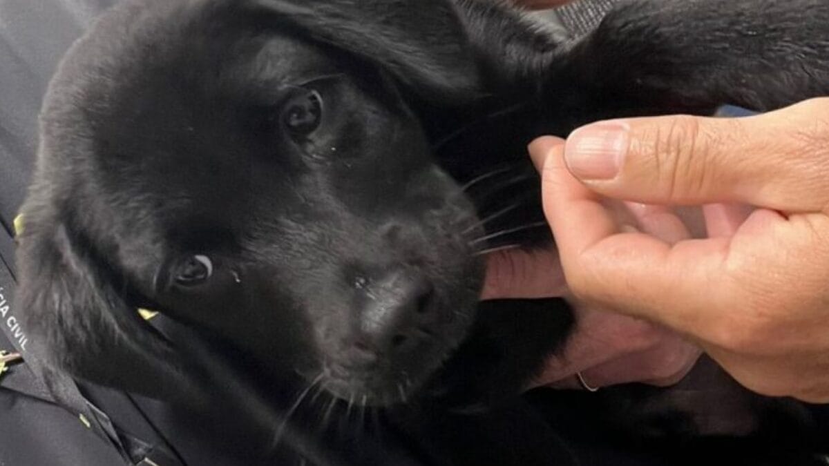 Cachorro estava dentro de uma caixa de transporte (Foto: PCSC, Divulgação)