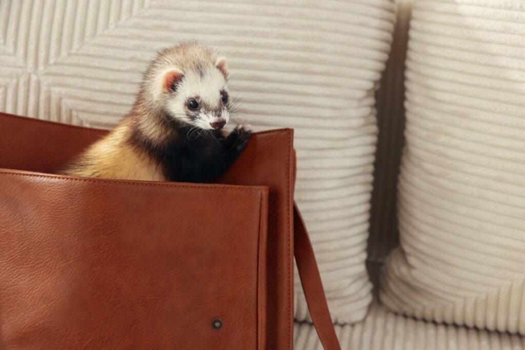 FurÃ£o escondido dentro de uma bolsa