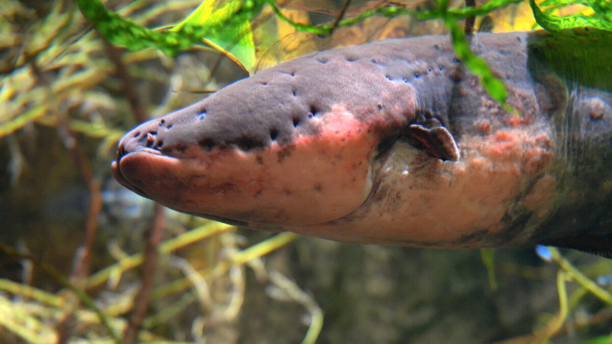conheça o poraquê, o peixe de 860 volts da Amazônia