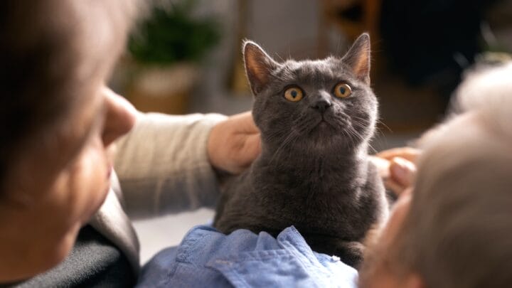 Veja como se preparar para oferecer ao gato um lar seguro e cheio de carinho. (Foto: banco de imagens)