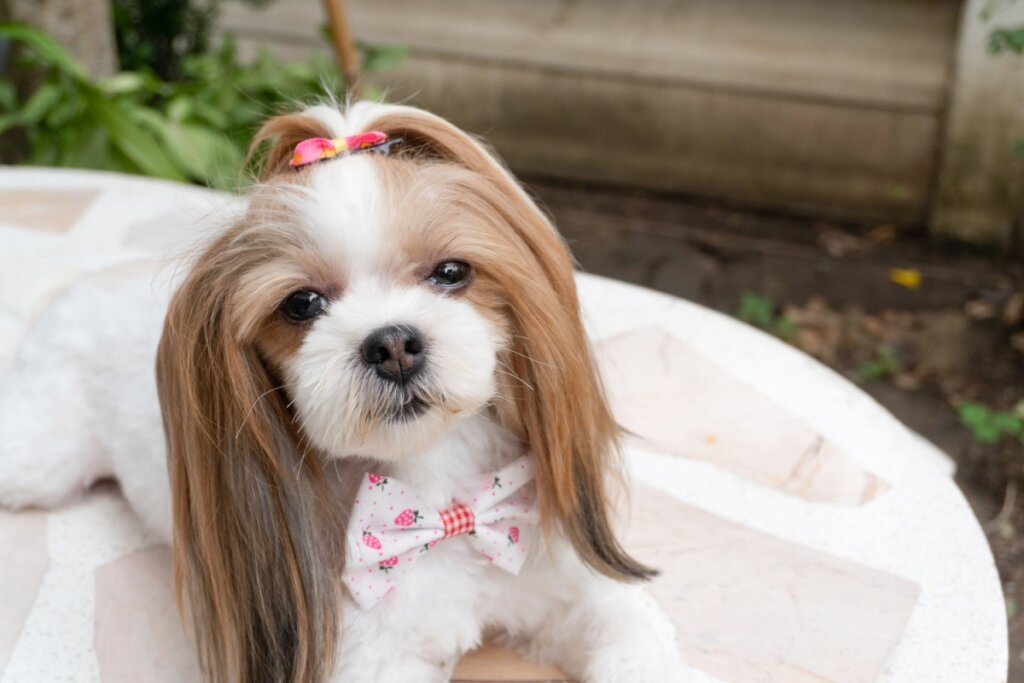 Cachorra deitada em um puff branco e usando laÃ§o rosa