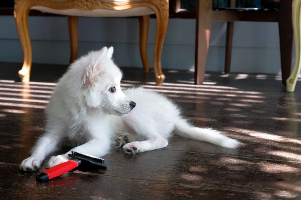 Filhote de spitz japonÃªs deitado no chÃ£o ao lado de uma escova de pelos