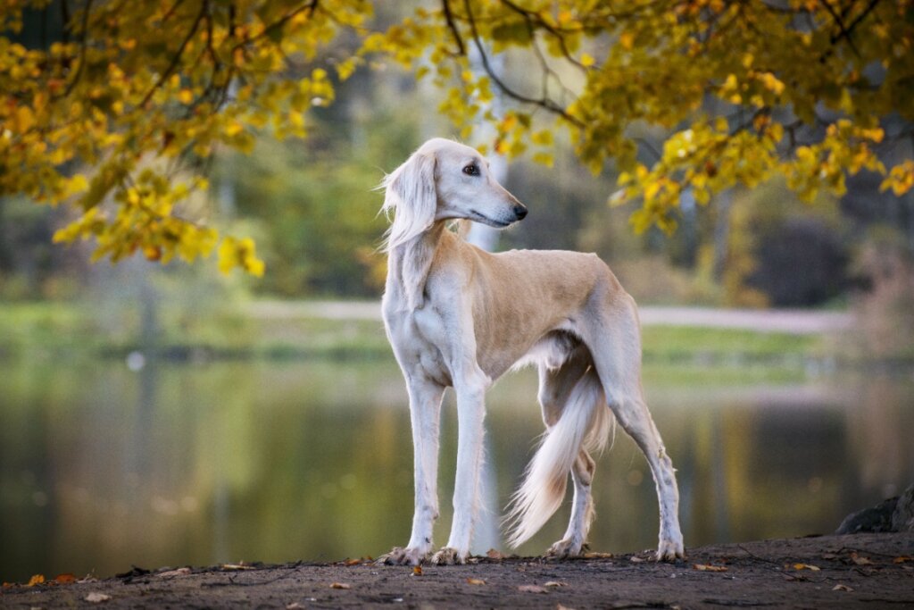 Cachorro da raÃ§a saluki com pelagem clara e sedosa, posando ao ar livre