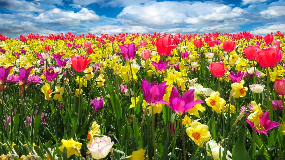 122 Frases de Primavera para celebrar a chegada da estação das flores (26)