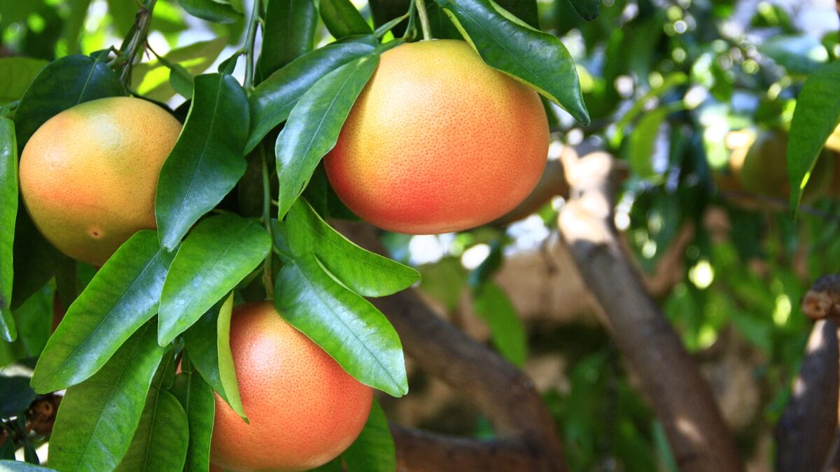A fruta que queima gordura até dormindo, com efeitos atestados por médicos toranja