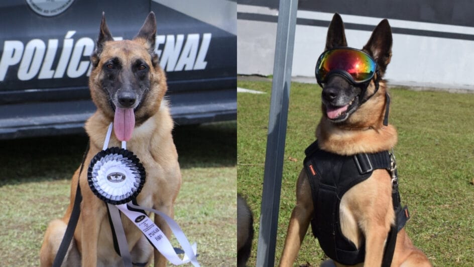 foto para ilustrar a matéria