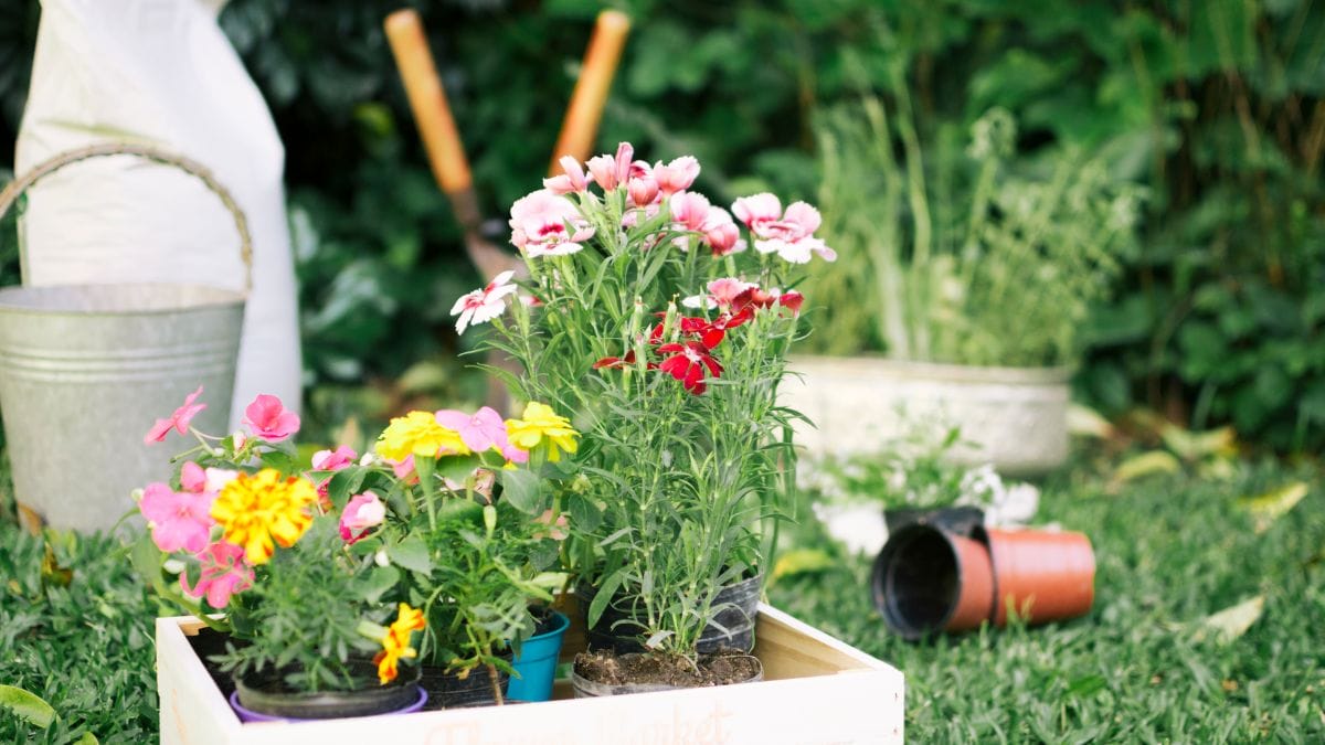 Concurso de jardins em Schroeder (SC)