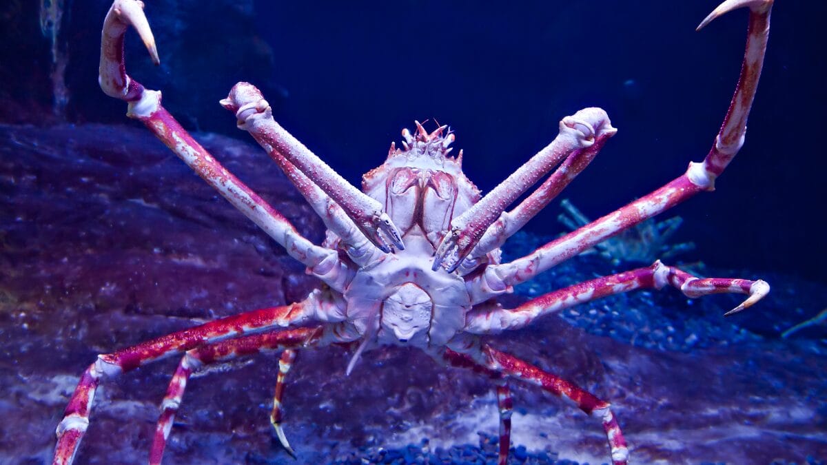 Conheça as Características do Caranguejo-Aranha-Gigante