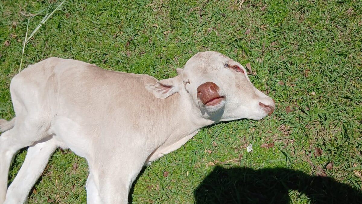 Morre bezerra que nasceu com dois rostos no Oeste de SC