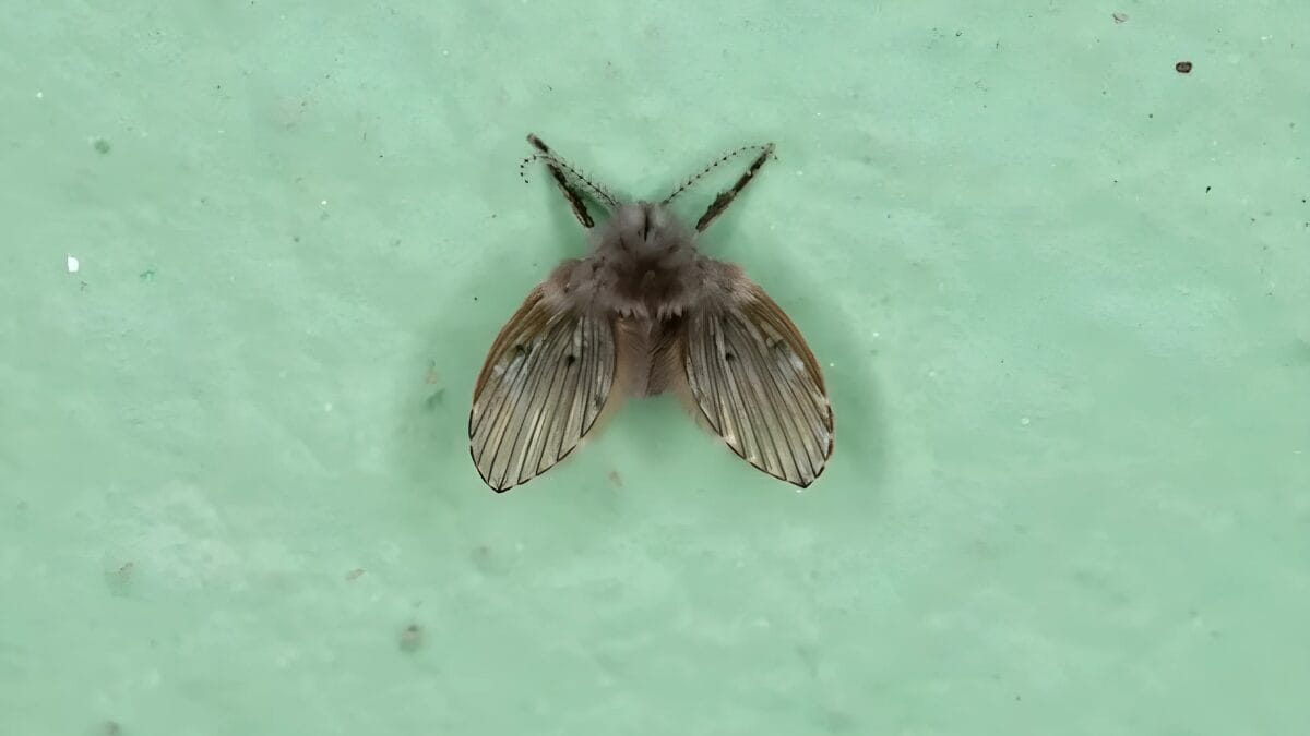 Mosquinhas de banheiro são risco à saúde, alerta Instituto Butantan