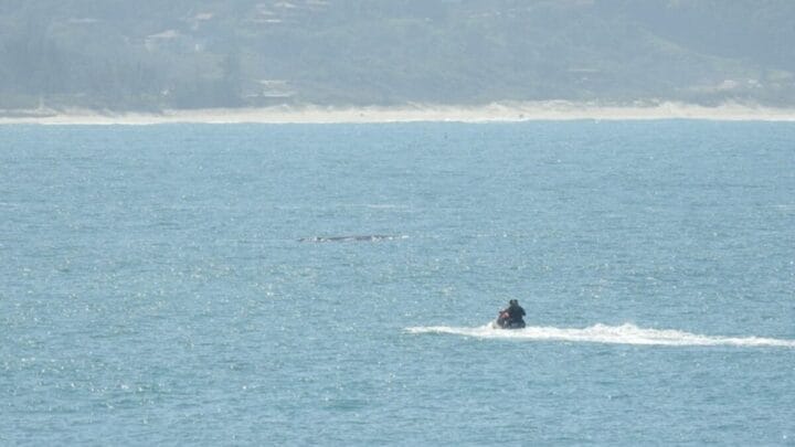 Multa de piloto supera R$ 2 mil após aproximação de baleias em SC