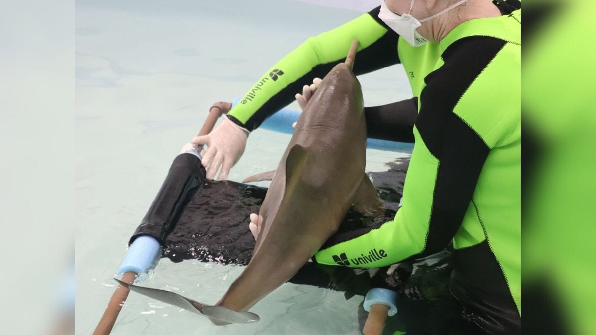 Toninha foi encontrada com vida em praia de São Francisco do Sul (SC)