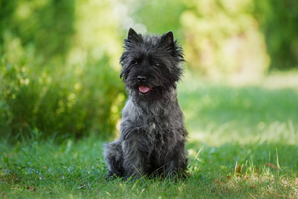 Cachorro da raÃ§a cairn terrier com a pelagem preta sentado na grama ao ar livre